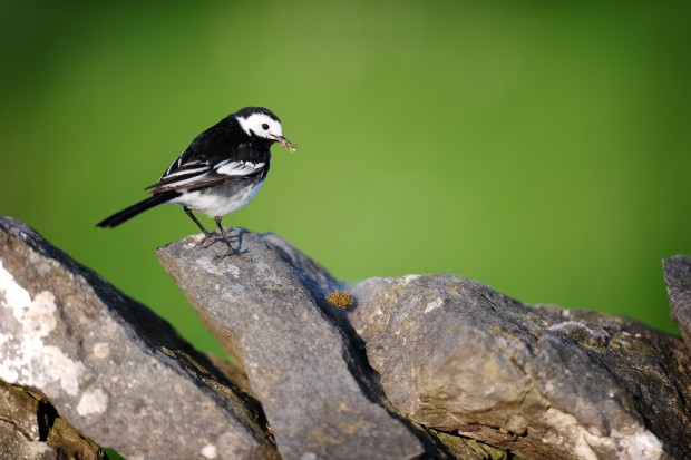 Peak District Birds - Pied Wagtail | Peak District Online