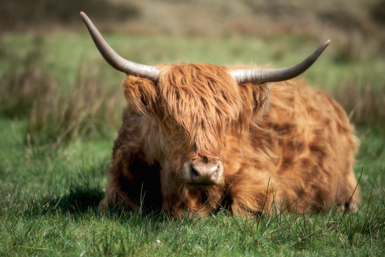 Peak District Highland Cattle | Peak District Online